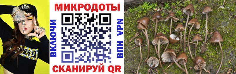 закладка  Микунь  Псилоцибиновые грибы Psilocybine cubensis 